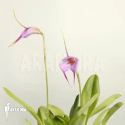 Orchid 'Masdevallia X Selphi Orion 'pink' (L)'