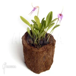 Orchid 'Masdevallia X Selphi Orion 'pink' (L)' 5 Orchid 'Masdevallia X Selphi Orion 'pink' (L)' -Green Haven Sales Store Masdevallia x Selphi Orion pink L 2