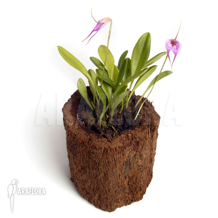 Orchid 'Masdevallia X Selphi Orion 'pink' (L)' 3 Orchid 'Masdevallia X Selphi Orion 'pink' (L)' - Image 3