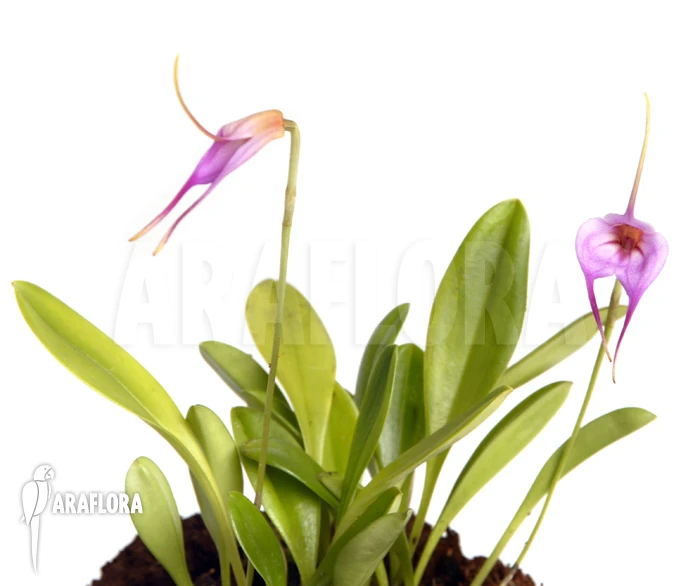Orchid 'Masdevallia X Selphi Orion 'pink' (L)' 2 Orchid 'Masdevallia X Selphi Orion 'pink' (L)' - Image 2