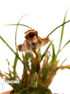 Orchid 'Maxillaria Cf.schunkeana'