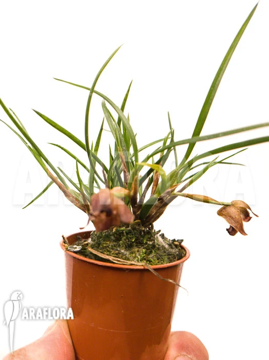 Orchid 'Maxillaria Cf.schunkeana' 2 Orchid 'Maxillaria Cf.schunkeana' - Image 2