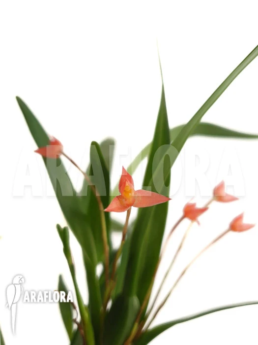 Orchid 'Maxillaria Coccinea' 4 Orchid 'Maxillaria Coccinea' - Image 4