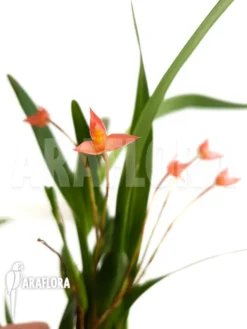 Orchid 'Maxillaria Coccinea' 10 Orchid 'Maxillaria Coccinea' -Green Haven Sales Store Maxillaria coccinea 5