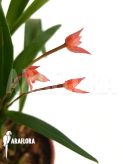 Orchid 'Maxillaria Coccinea' 11 Orchid 'Maxillaria Coccinea' -Green Haven Sales Store Maxillaria coccinea 6