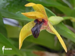 Orchid 'Maxillaria Cucullata'