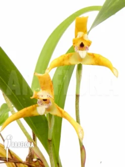 Orchid 'Maxillaria Punctata'