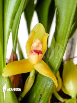 Orchid 'Maxillaria Rufescens 'yellow Flower''