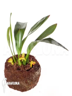 Orchid 'Maxillaria Rufescens 'yellow Flower'' -Green Haven Sales Store Maxillaria rufescens yellow flower 3