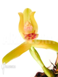 Orchid 'Maxillaria Rufescens 'yellow Flower'' -Green Haven Sales Store Maxillaria rufescens yellow flower 5