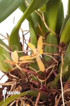 Orchid 'Maxillaria Rufescens 'yellow Flower'' 'L'