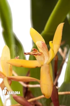 Orchid 'Maxillaria Rufescens 'yellow Flower'' 'L' -Green Haven Sales Store Maxillaria rufescens yellow flower L 3