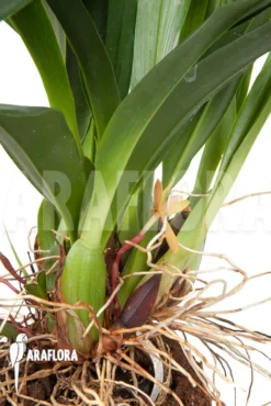 Orchid 'Maxillaria Rufescens 'yellow Flower'' 'L' -Green Haven Sales Store Maxillaria rufescens yellow flower L 4