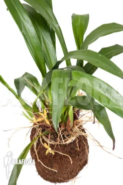 Orchid 'Maxillaria Rufescens 'yellow Flower'' 'L' -Green Haven Sales Store Maxillaria rufescens yellow flower L 5