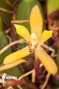Orchid 'Maxillaria Rufescens 'yellow Flower'' 'L' -Green Haven Sales Store Maxillaria rufescens yellow flower L 6