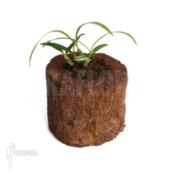 Orchid 'Maxillaria Schunkeana' -Green Haven Sales Store Maxillaria schunkeana 3