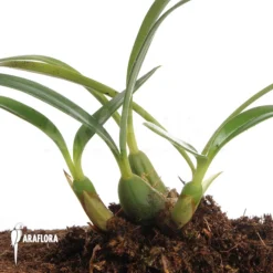 Orchid 'Maxillaria Schunkeana' -Green Haven Sales Store Maxillaria schunkeana 4