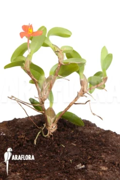 Orchid 'Maxillaria Sophronitis'