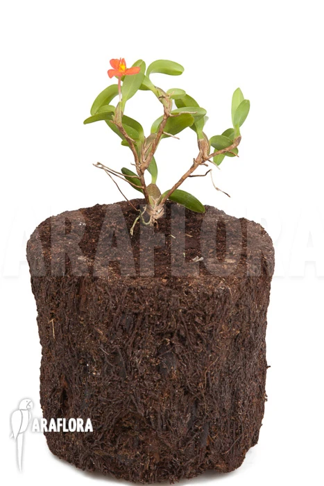 Orchid 'Maxillaria Sophronitis' 2 Orchid 'Maxillaria Sophronitis' - Image 2