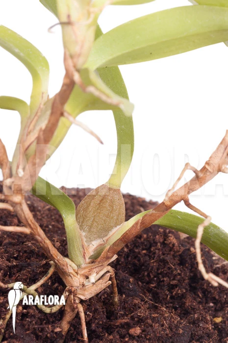 Orchid 'Maxillaria Sophronitis' 4 Orchid 'Maxillaria Sophronitis' - Image 4