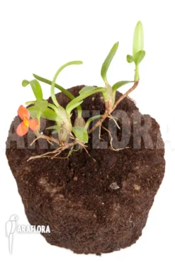 Orchid 'Maxillaria Sophronitis' 10 Orchid 'Maxillaria Sophronitis' -Green Haven Sales Store Maxillaria sophronitis 6