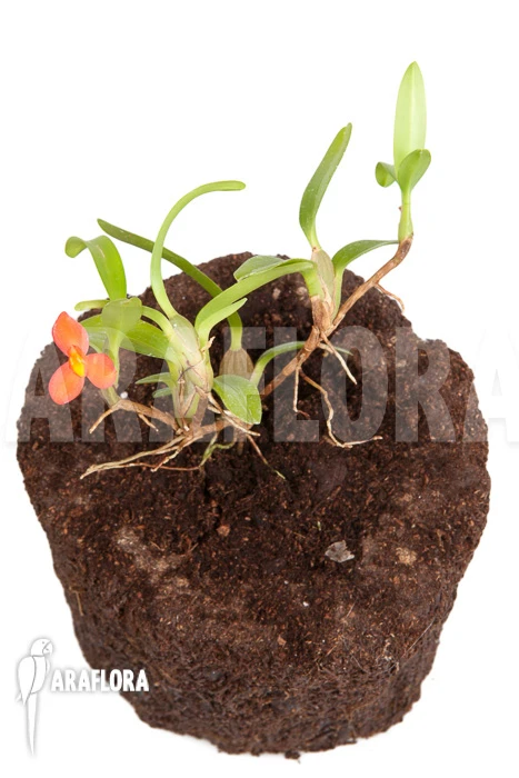 Orchid 'Maxillaria Sophronitis' 5 Orchid 'Maxillaria Sophronitis' - Image 5