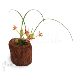 Orchid 'Maxillaria Tenuifolia' 3 Orchid 'Maxillaria Tenuifolia' -Green Haven Sales Store Maxillaria tenuifolia 2