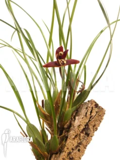 Orchid 'Maxillaria Tenuifolia' 'on Cork' -Green Haven Sales Store Maxillaria tenuifolia oncork 3