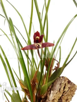 Orchid 'Maxillaria Tenuifolia' 'on Cork' -Green Haven Sales Store Maxillaria tenuifolia oncork 5