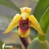 Orchid 'Maxillaria Variabilis'