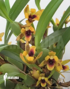 Orchid 'Maxillaria Variabilis' -Green Haven Sales Store Maxillaria variabilis 3