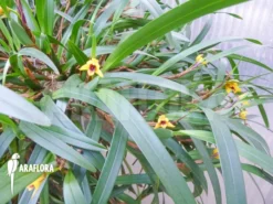 Orchid 'Maxillaria Variabilis' -Green Haven Sales Store Maxillaria variabilis 4