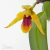 Orchid 'Maxillaria Variabilis 'S'