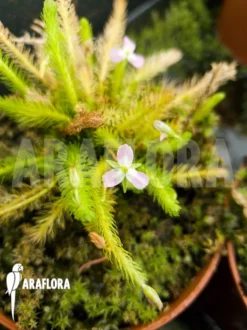 Mayaca Fluviatilis -Green Haven Sales Store Mayaca fluviatilis 4