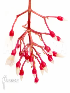 Medinilla X Florinilla Magic