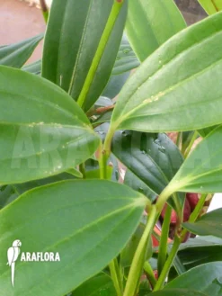 Medinilla X Florinilla Magic -Green Haven Sales Store Medinilla x florinilla magic 3