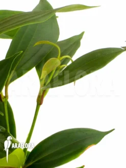 Medinilla X Florinilla Magic -Green Haven Sales Store Medinilla x florinilla magic 4