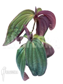 Medinilla X 'Gregori Hambali' (Medinilla Coccinea)