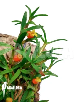 Orchid 'Mediocalcar Decoratum'