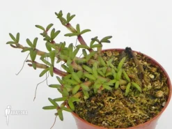 Orchid 'Mediocalcar Decoratum' -Green Haven Sales Store Mediocalcar decoratum 5