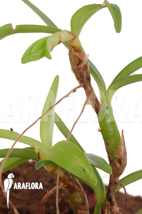 Orchid 'Mediocalcar Umboiense' 1 Orchid 'Mediocalcar Umboiense'