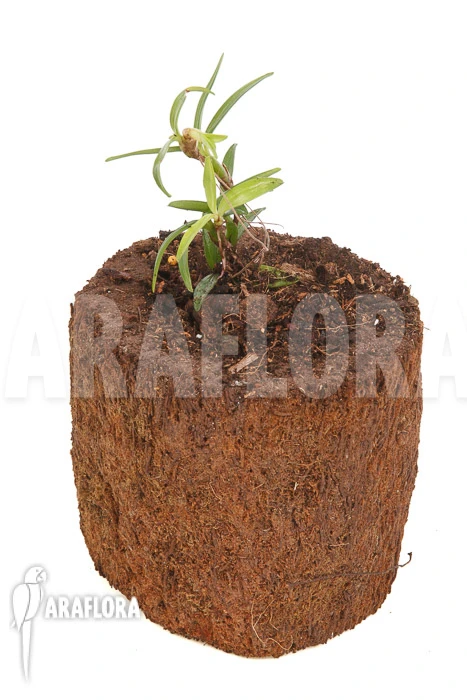 Orchid 'Mediocalcar Umboiense' 2 Orchid 'Mediocalcar Umboiense' - Image 2