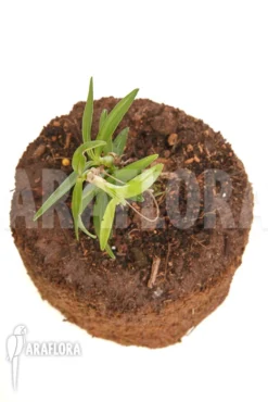 Orchid 'Mediocalcar Umboiense' 8 Orchid 'Mediocalcar Umboiense' -Green Haven Sales Store Mediocalcar umboiense 3