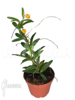 Orchid 'Mediocalcar Umboiense' 11 Orchid 'Mediocalcar Umboiense' -Green Haven Sales Store Mediocalcar umboiense 6