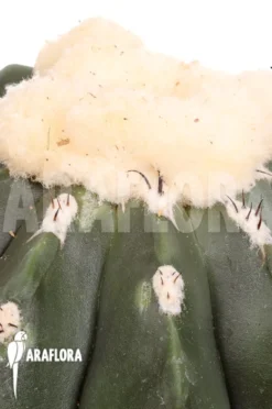 Melocactus Maxonii Inermis