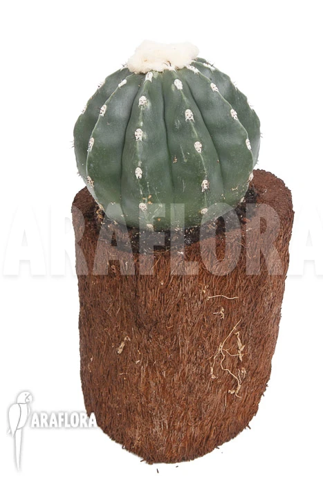 Melocactus Maxonii Inermis 2 Melocactus Maxonii Inermis - Image 2