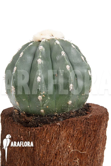 Melocactus Maxonii Inermis 4 Melocactus Maxonii Inermis - Image 4