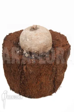 Merremia Hollubii (Ipomoea Hollubii) 5 Merremia Hollubii (Ipomoea Hollubii) -Green Haven Sales Store Merremia hollubii 2