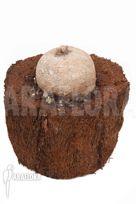 Merremia Hollubii (Ipomoea Hollubii) 3 Merremia Hollubii (Ipomoea Hollubii) - Image 3