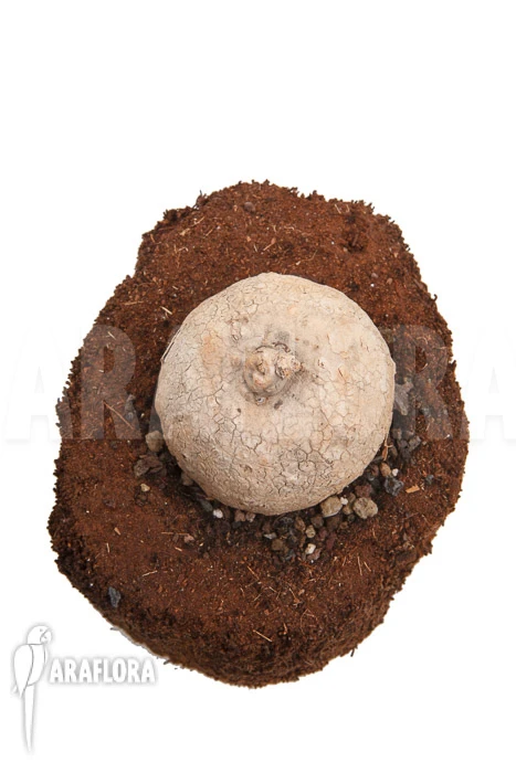 Merremia Hollubii (Ipomoea Hollubii) 2 Merremia Hollubii (Ipomoea Hollubii) - Image 2